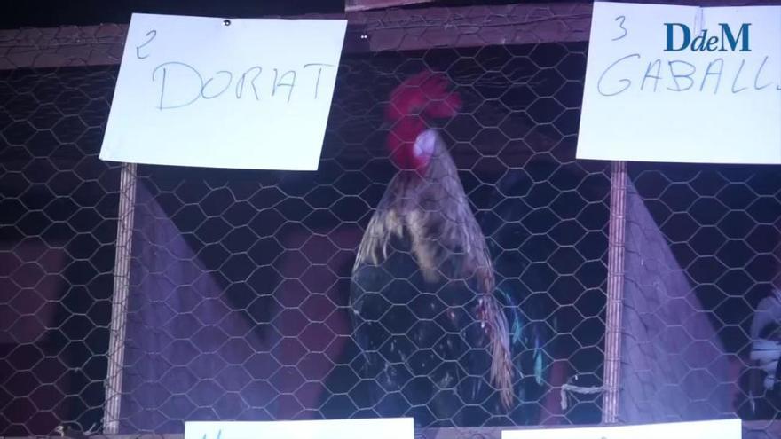 'Dorat' gana el concurso de gallos de Son Servera con 124 cacareos en una hora