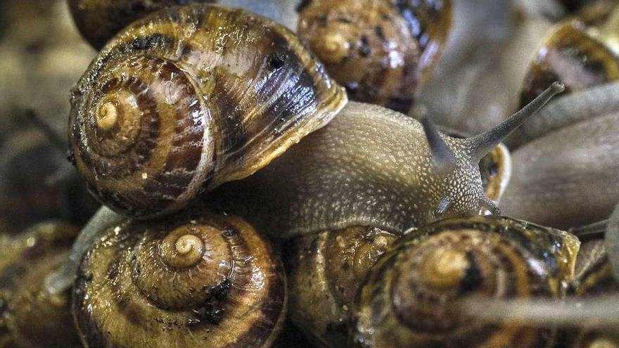 Caracoles criados en la granja de los hermanos Benito.