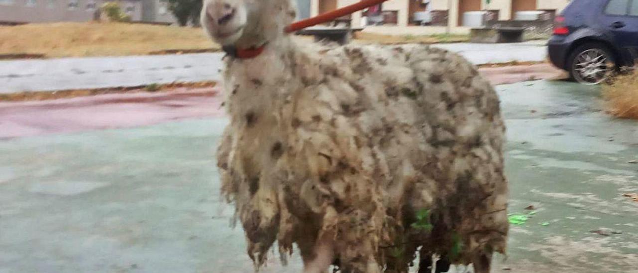 La oveja rescatada, a su llegada a la nave municipal en el recinto ferial de Santullano.