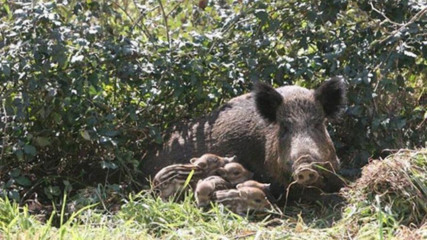Oliva refuerza el plan para frenar la plaga de jabalís que amenaza su agricultura