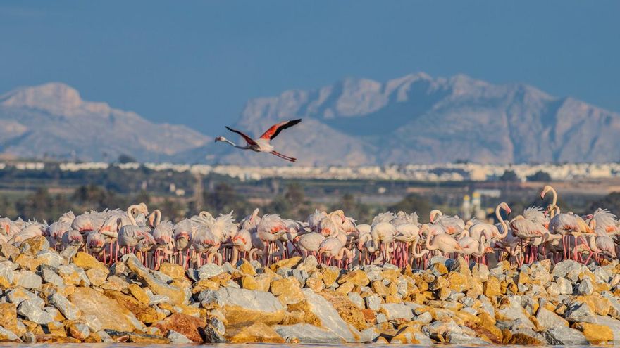 Parejas fieles a la laguna rosa de Torrevieja