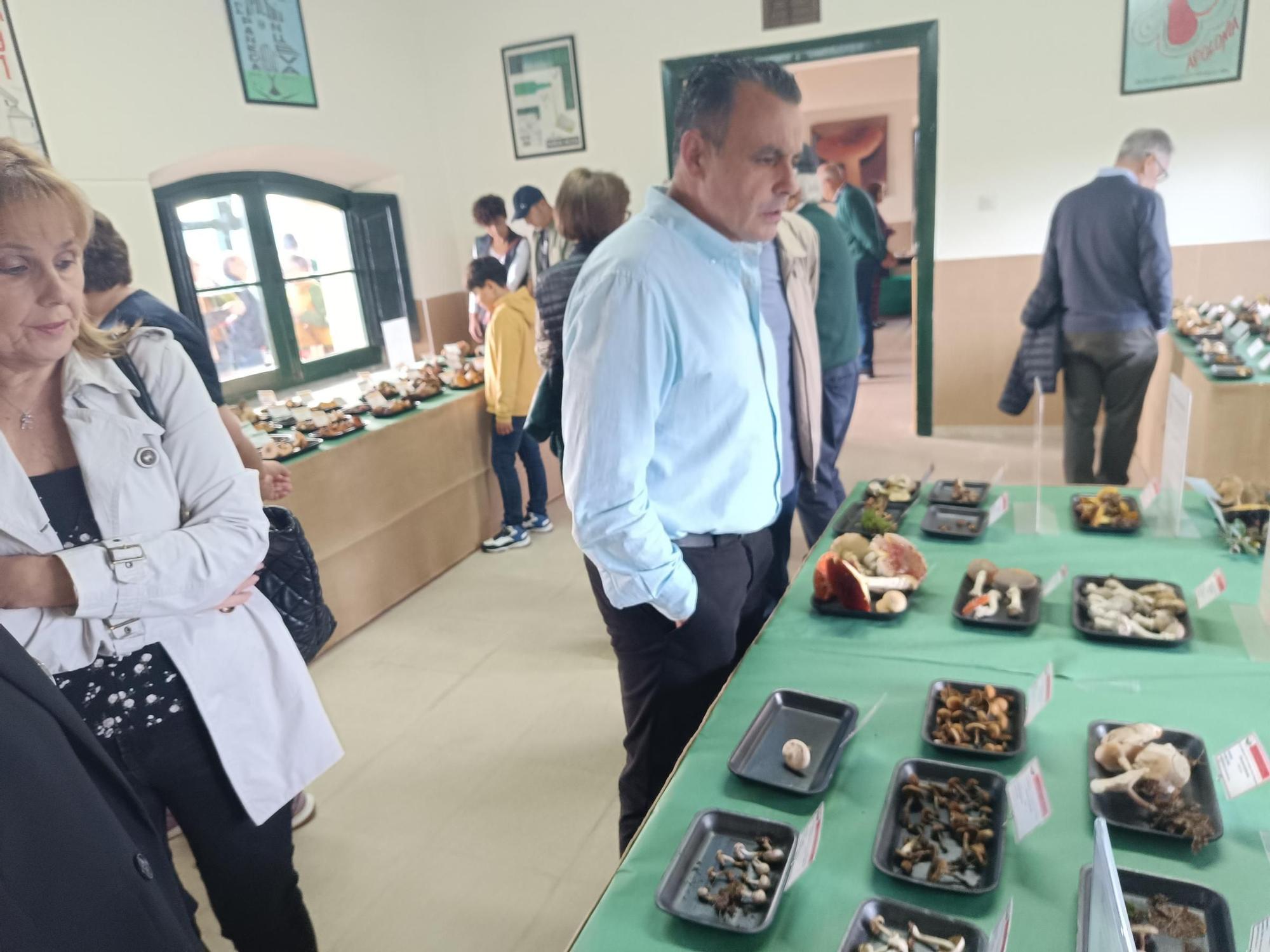 XXXIII Jornadas Micológicas de Pañeda: así fue la exposición de setas más importante de la región