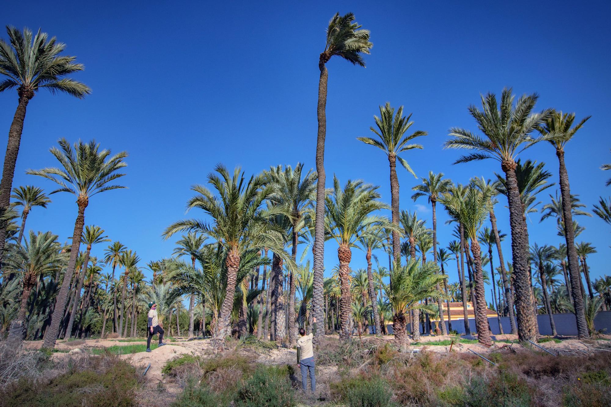 Palmera tornillo. Situada en Atzabares bajo, su estípite hace caprichosos quiebros que le dan ese nombre de tornillo.