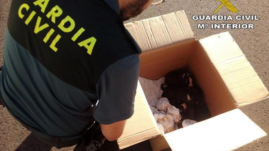 Salvan la vida de 7 cachorros que estaban abandonados en un saco