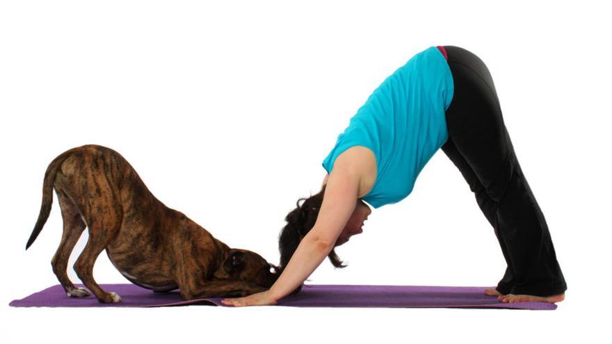 Doga: yoga para perros