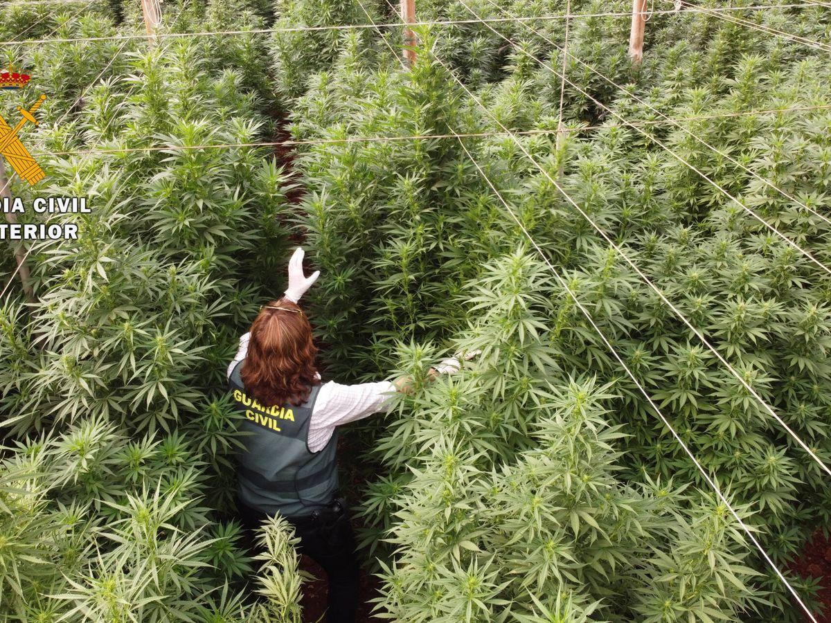 La Guardia Civil destruye una plantación exterior de marihuana en la provincia de Toledo