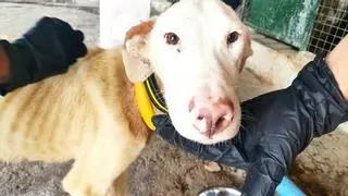 Galgos del Sur recoge 32 perros de caza en "pésimas condiciones de salud e higiénicas"