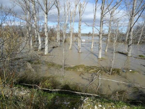 Fotogalería: Crecida en el río Ebro