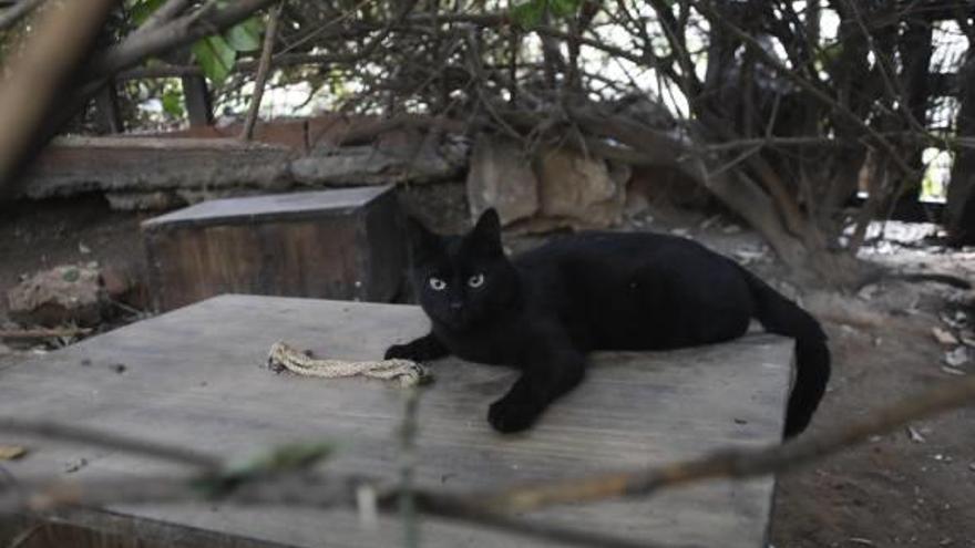 Colonia de gatos en el Jardín del Túria.