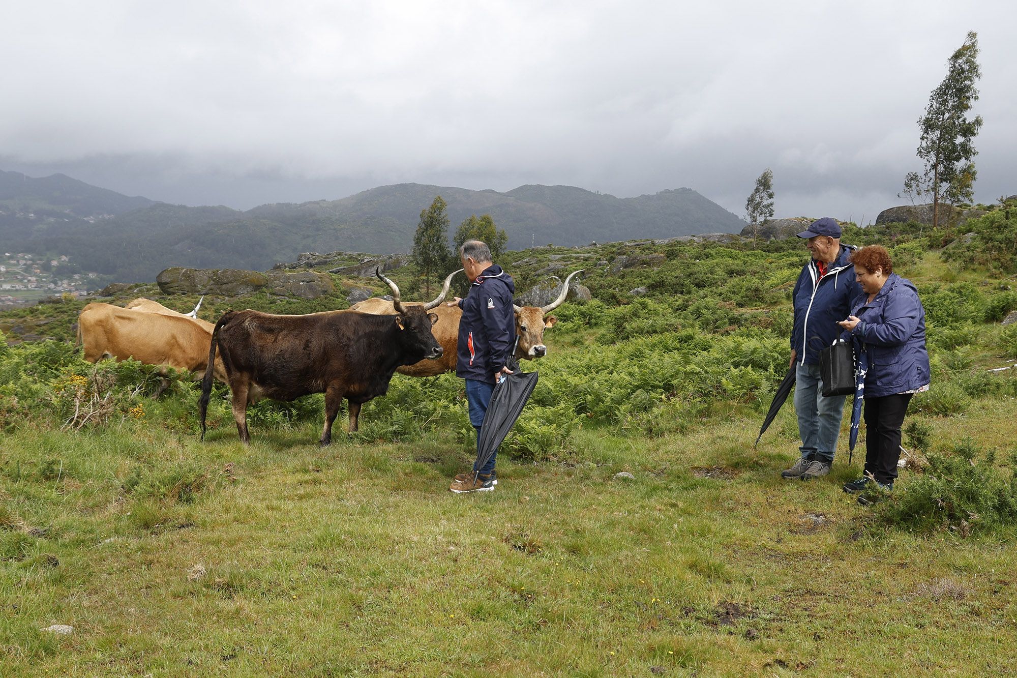 Así é a nova brigada antilumes no Galiñeiro: sete vacas cachenas e un touro