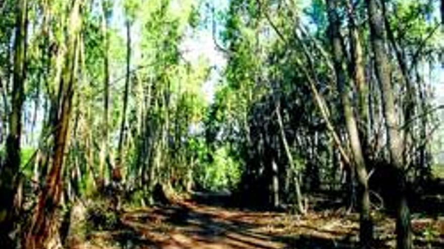 San Blas, de excursión hoy a La Codosera