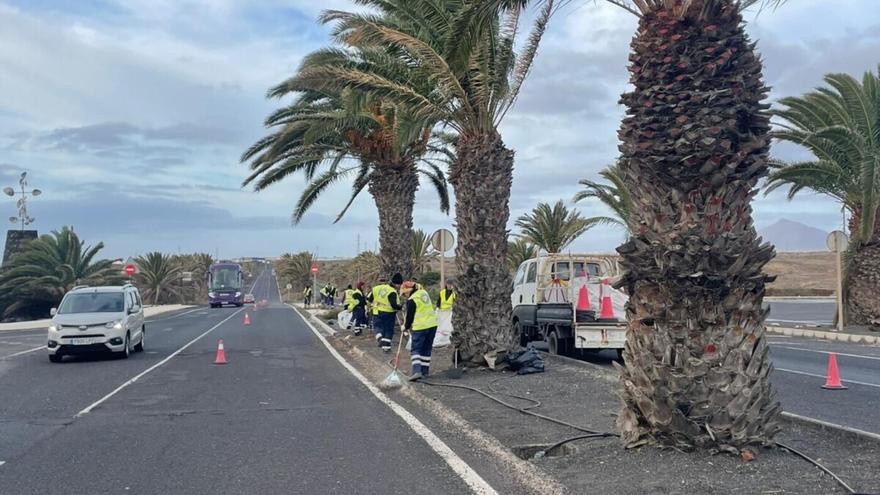 Teguise se moviliza contra la plaga de escarabajos en las palmeras del municipio