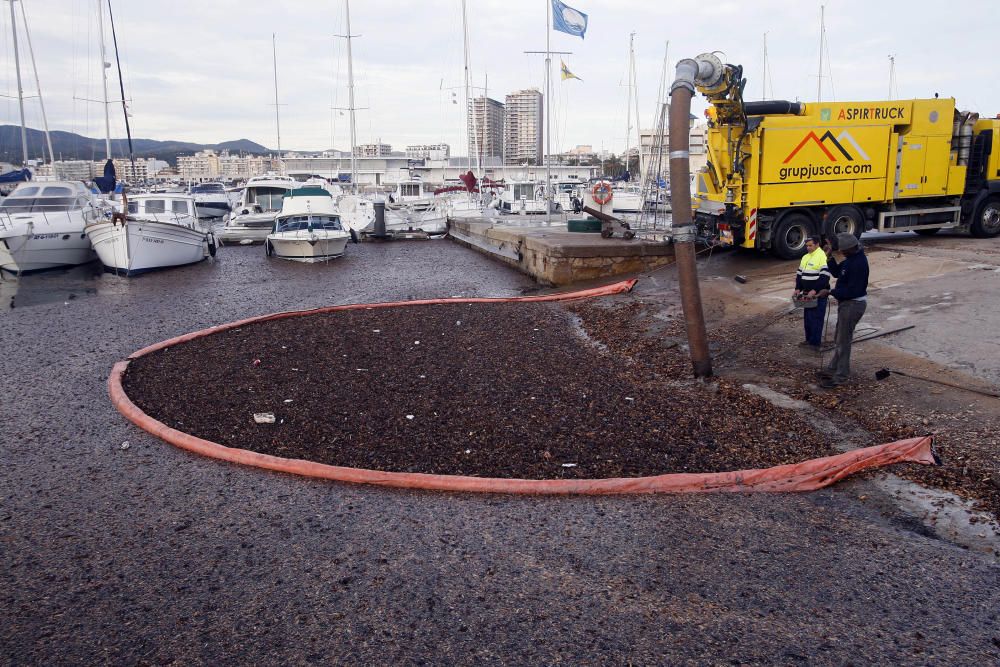 Tasques per retirar la biomassa al port de Palamós