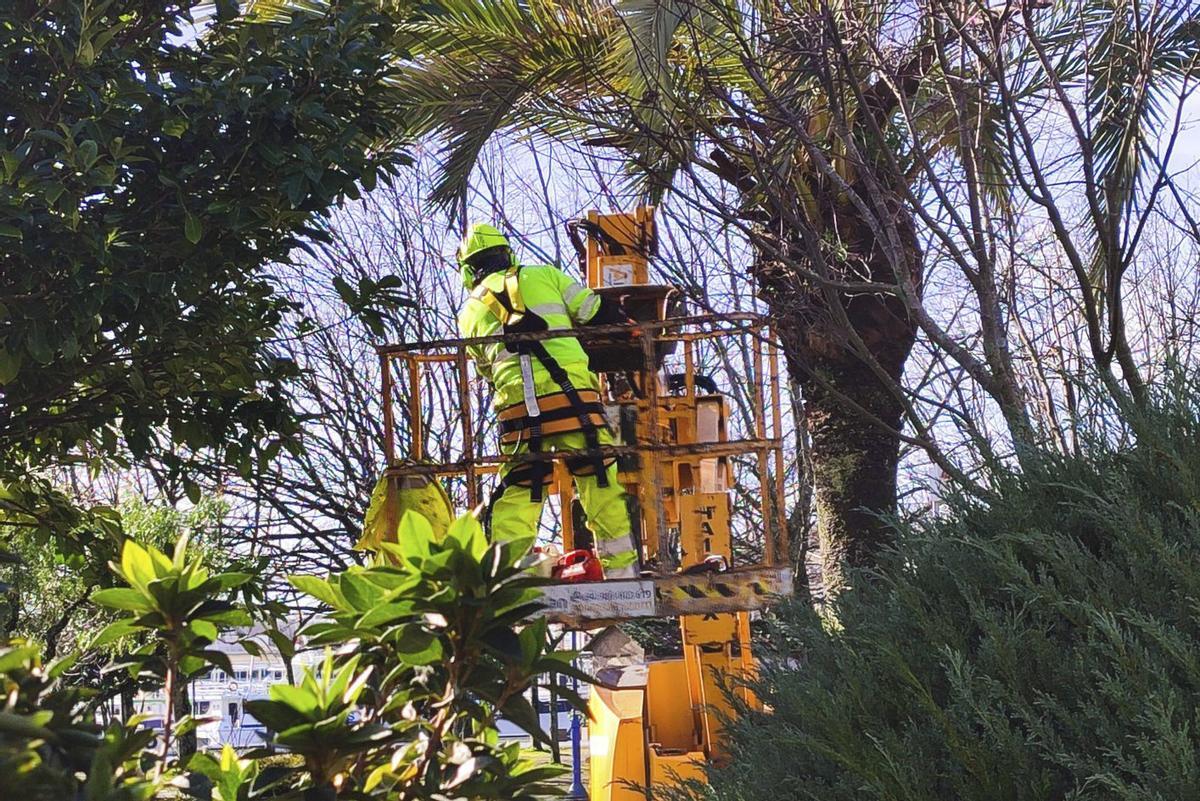 Un trabajador, ayer, podando en la Alameda Nova canguesa. |  Santos Álvarez