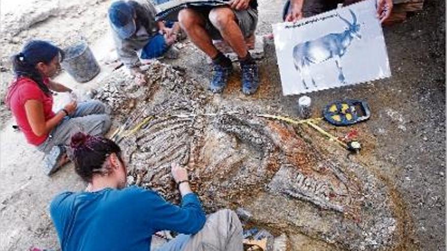 Els arqueòlegs mostren un dibuix amb la recreació de l&#039;animal fossilitzat que estan desenterrant.