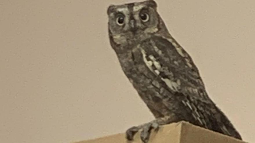 Imagen de un autillo europeo en un balcón de València.