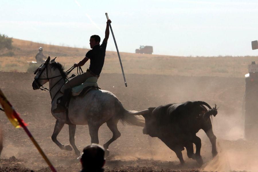 Fiestas en Zamora: Encierro en El Pego