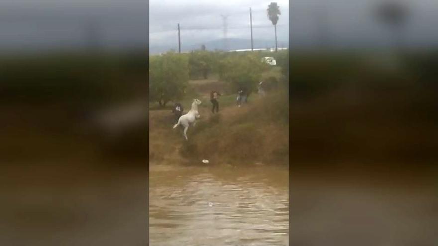 Momento del rescate de uno de los caballos atrapados por el agua en Algemesí