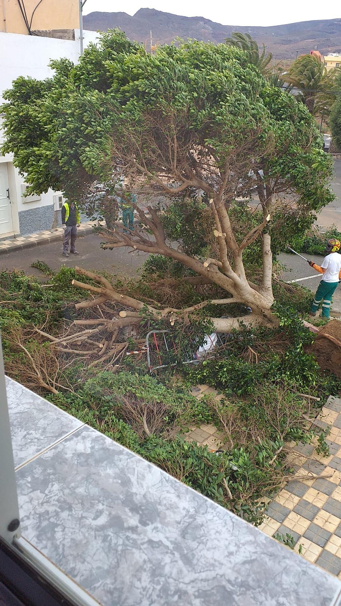 El fuerte viento derriba un árbol de grandes dimensiones en Agüimes