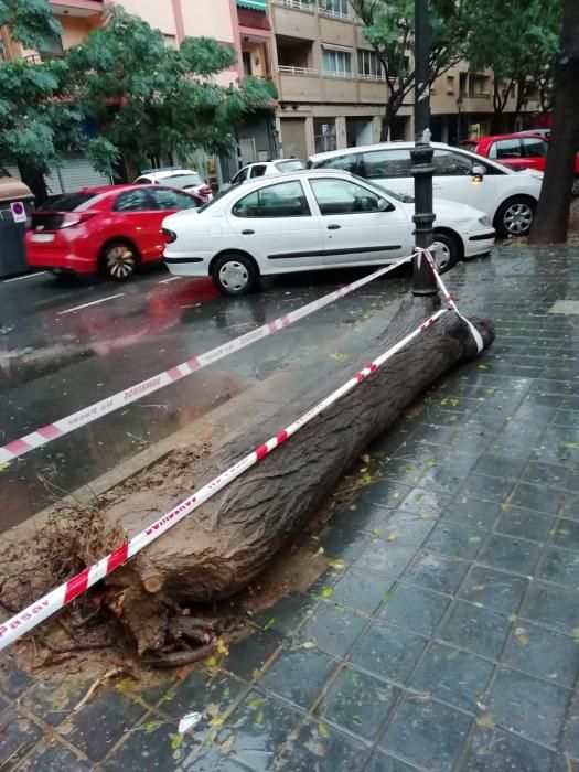 Desperfectos del temporal en el barrio de San Isidro en València.