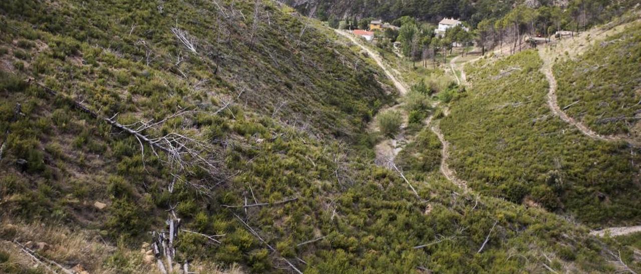 Uno de los parajes que se quemaron en Andilla en el incendio de 2012. .