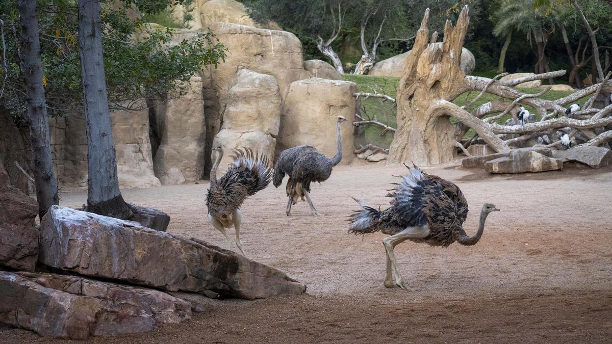 Ejemplares de avestruz de cuello rojo en Bioparc València.