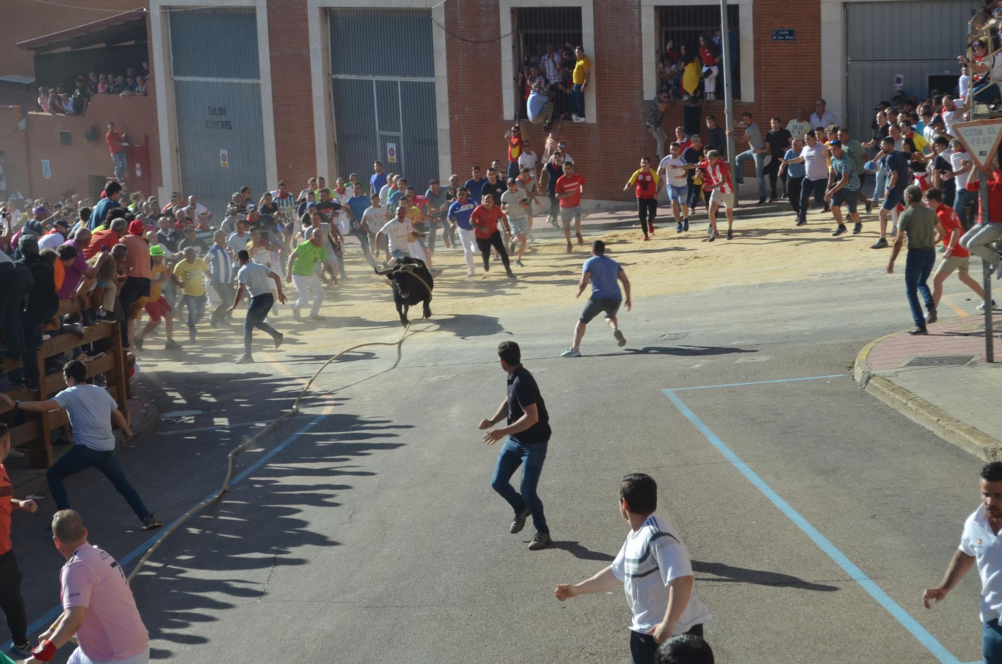 Fiestas del Toro en Benavente: La carrera del torito Belador en imágenes