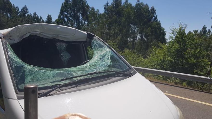 El ciervo entró por el parabrisas de la furgoneta Mercedes Vito y acabó tendido en su interior.