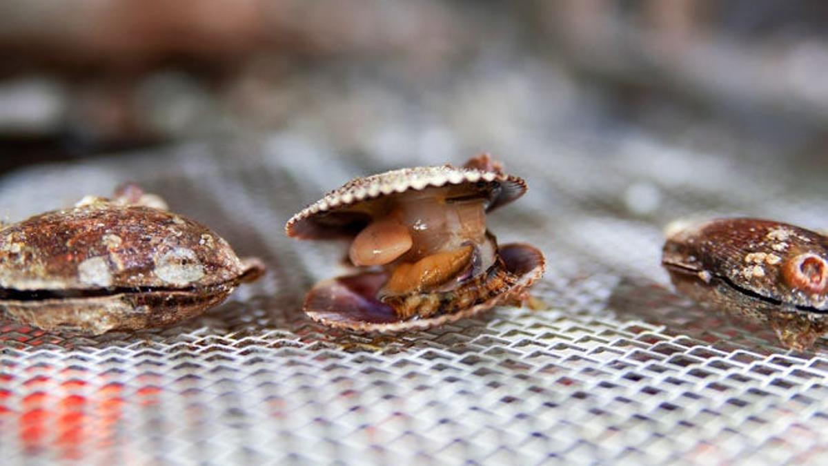 Zamburinas a la parrilla de Güeyu Mar.