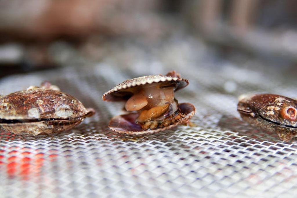 Zamburinas a la parrilla de Güeyu Mar.