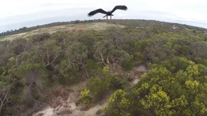 Un águila ataca un dron en Australia