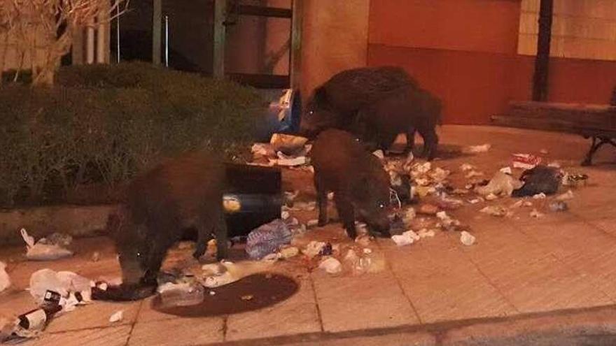 Jabalíes revolviendo entre la basura en el barrio de Villafría esta semana.