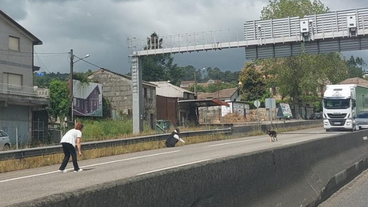 Dos mujeres intentan atraer a uno de los perros para que salgan de la calzada de la A-55 en Mos.