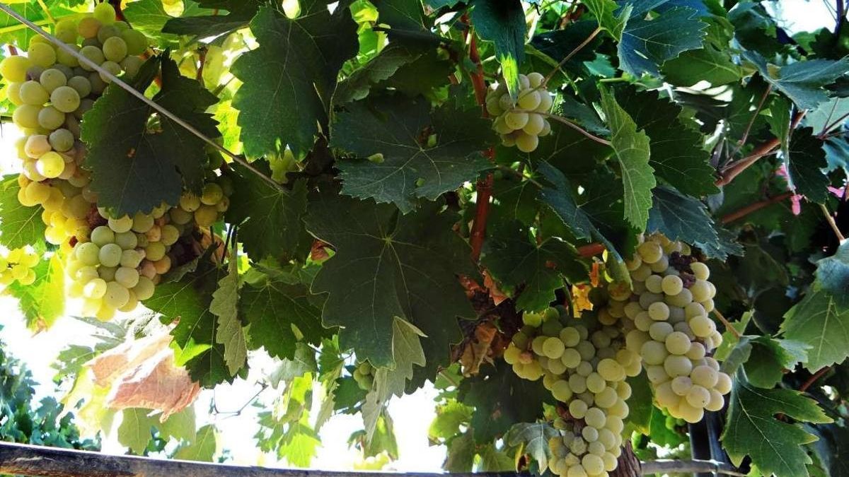 Una plantación de viñedo de cava en Almendralejo.