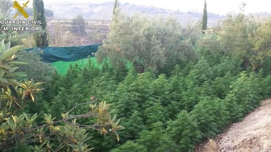 Dos detenidos con 247 plantas de marihuana en una casa de campo de Cocentaina