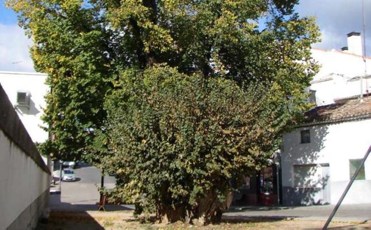 Una empresa de Elda cuida de los árboles monumentales de la Comunidad de Madrid