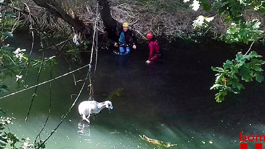 Els bombers rescaten una cabra que havia caigut al riu a Sant Joan les Fonts