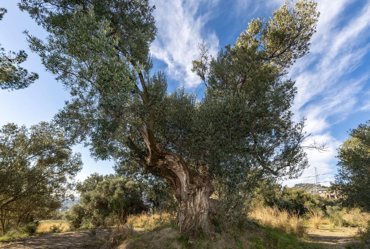 Olivo en Sant Just Desvern
