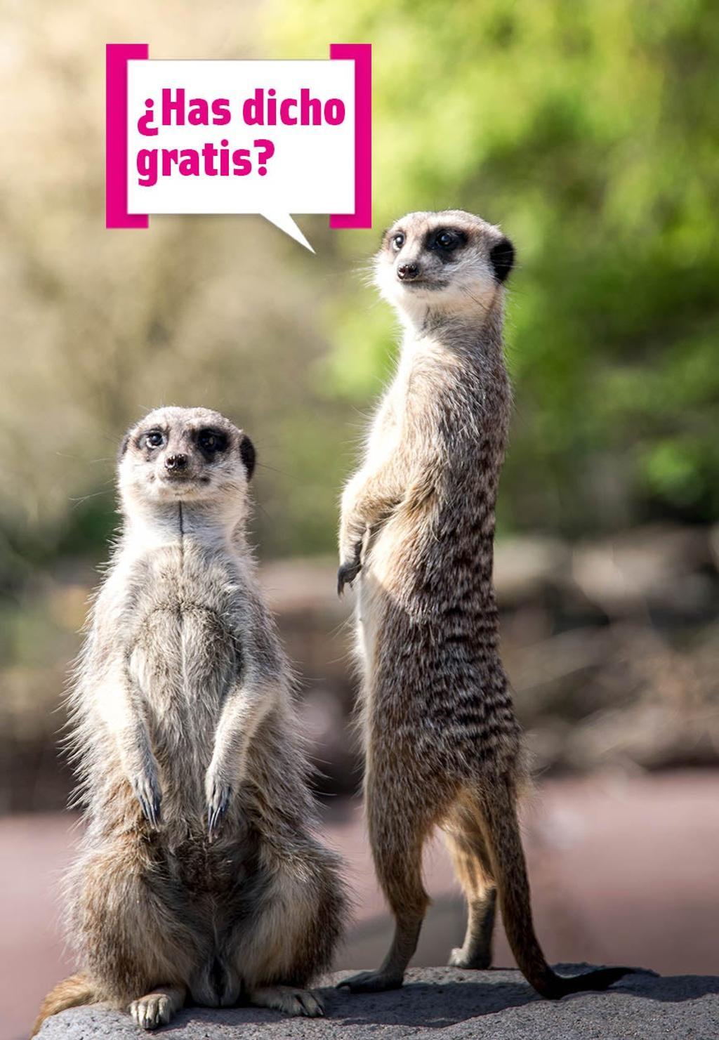 Animales: ¿has dicho gratis?