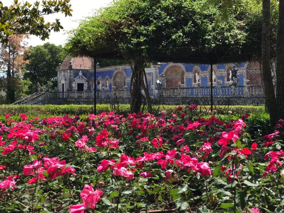 Rosa "Castell d'Alaquàs" en el palacio Fronteira de Lisboa.