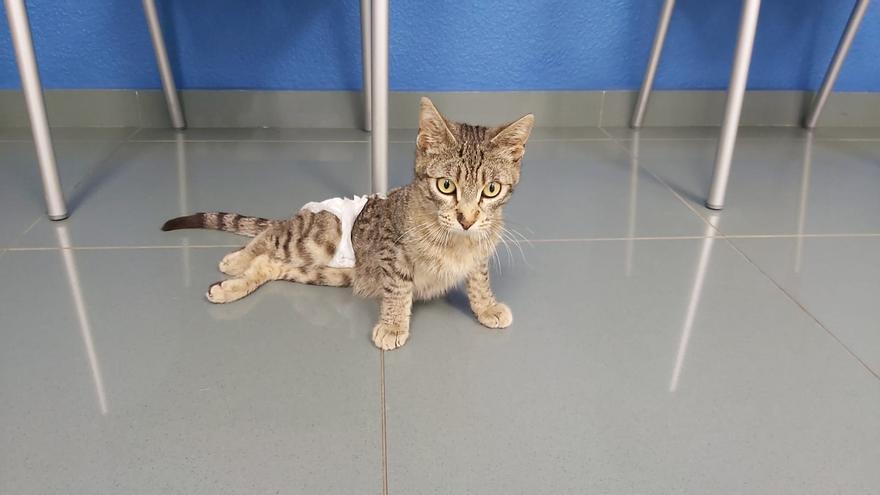El gato Vulcano busca hogar tras sufrir un grave atropello en el Grau de Castelló