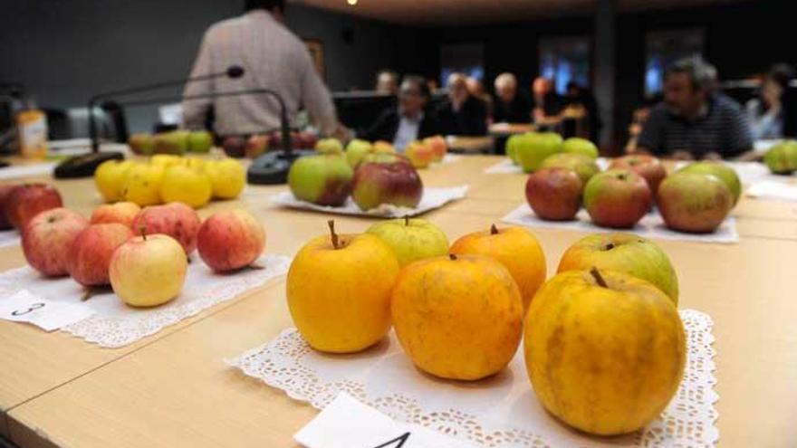 Cata de manzanas en Abegondo.