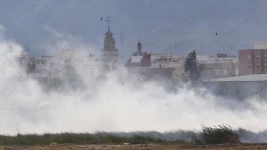 Detectan por segundo año un hongo que puede destruir cosechas enteras de arroz