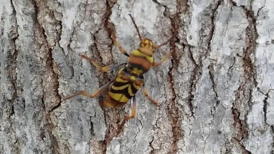 Uno de los escarabajos avispa detectado en Sagunt.