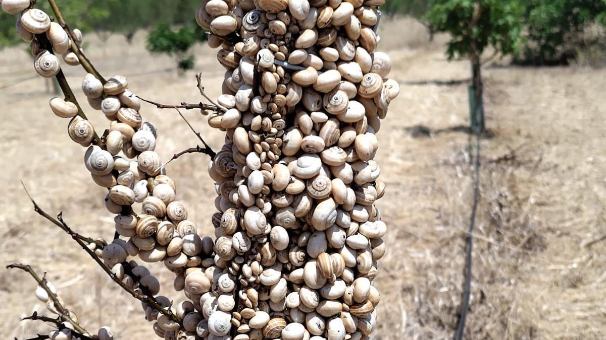 Un árbol frutal completamente colonizado por 'caragolins', en una explotación agrícola de Mallorca.
