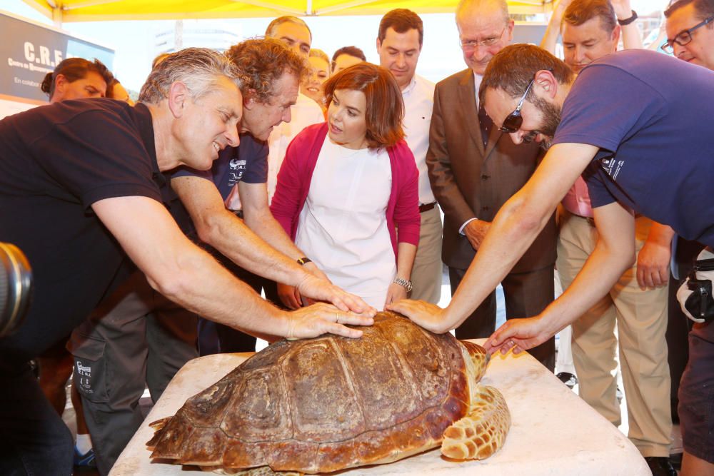 Sáenz de Santamaría participa en la suelta de una tortuga en Málaga