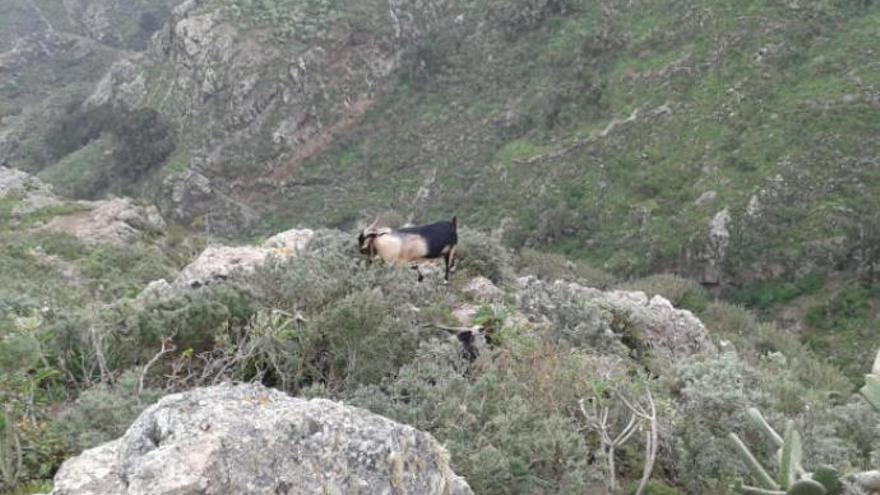 Un ejemplar de cabra en la cumbre tinerfeña.