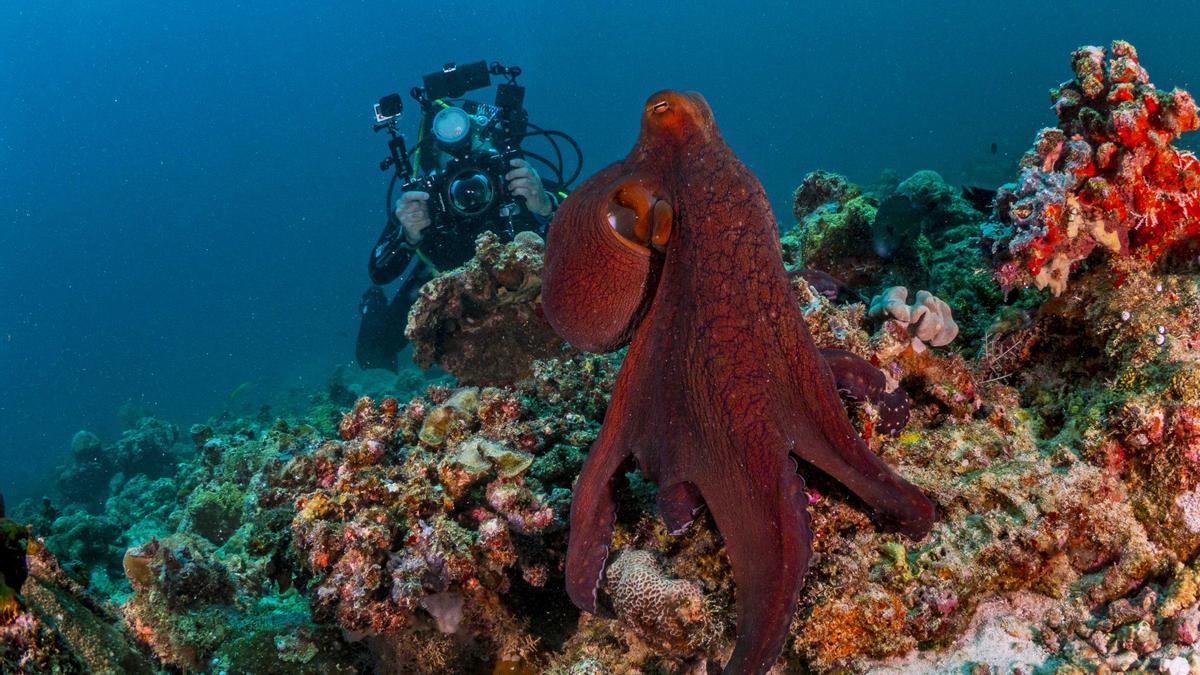 Día Mundial del Pulpo: 37 ONG rechazan la granja proyectada en Canarias