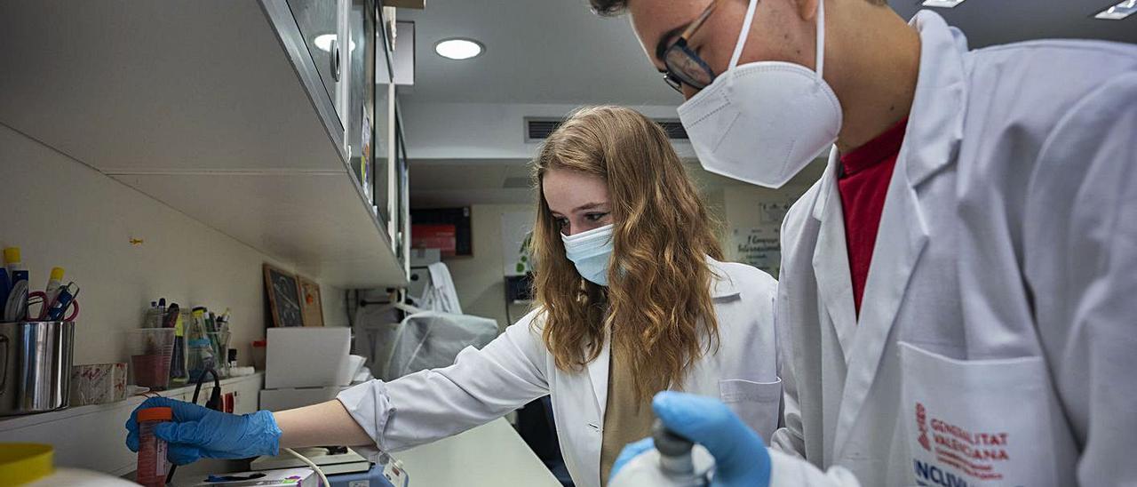 Els estudiants en pràctiques manipulen mostres al laboratori d’Incliva.