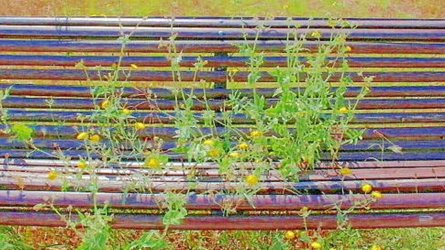 Un banc públic perquè s&#039;hi asseguin les flors